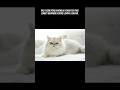 Fakta-fakta Menarik Kucing Persia #kucinglucu #facts #shorts #short