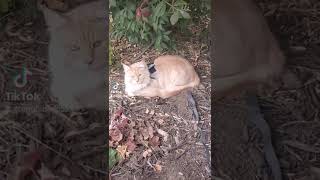 Indoor and Outdoor Cats by Maine Coon Adventures 100 views 1 year ago 1 minute, 6 seconds
