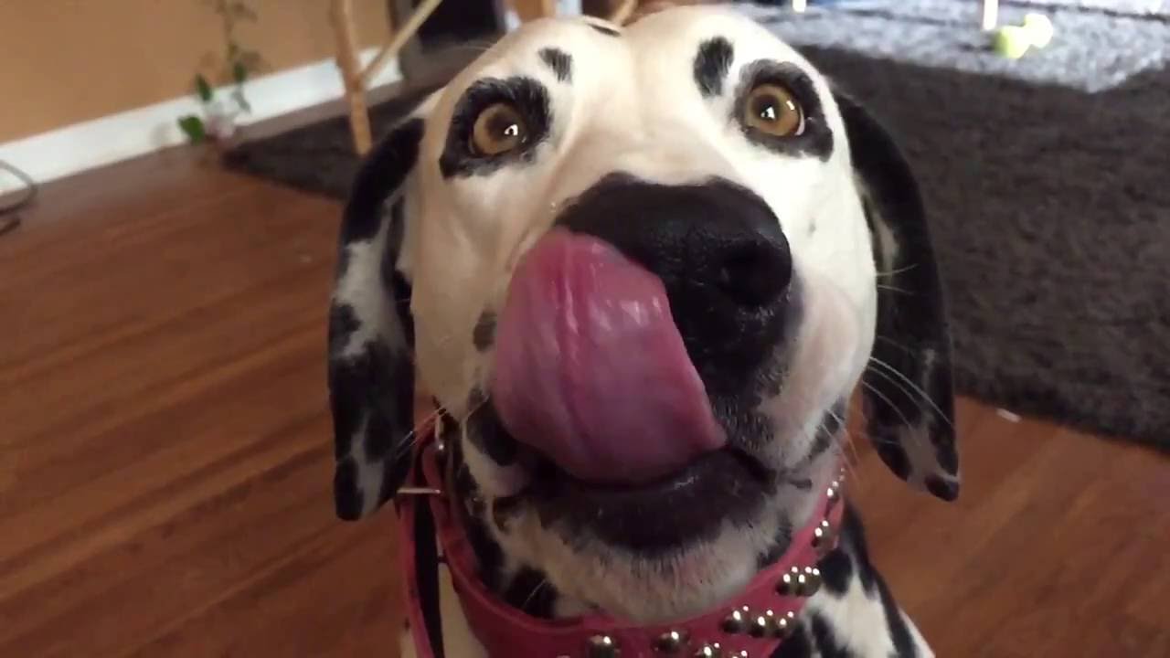 Beautiful Dalmatian licking her chops in slow motion YouTube