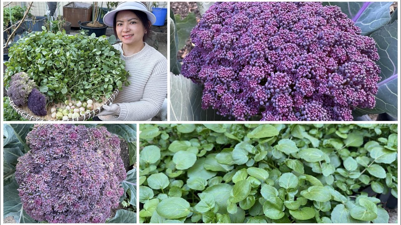 Hái dâu tây trắng, cắt bông cải tím,  cắt hết đám xà lách xoong cuối mùa sau vườn ở Úc