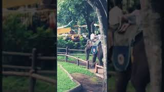 Download Lagu Kaka Ello \u0026 Ade’ Al naik gajah gaes_#familytraveling #liburankeluarga #2018 #youtubeshorts MP3