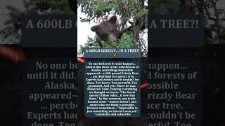 A 600LB GRIZZLY… IN A TREE?! 🌲🐻
