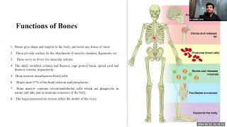 Human Skeletal System by Muhammad Usama J