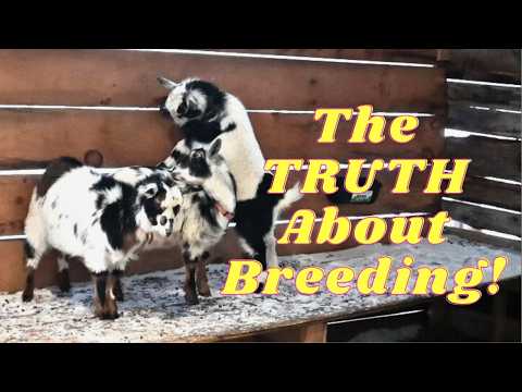 BREEDING  Goats Is SUCH A SCAM!