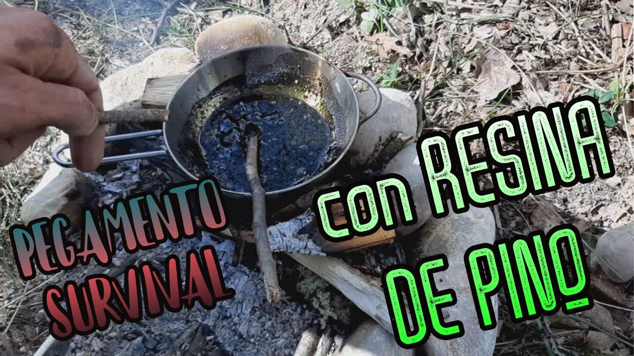 CÓMO HACER PEGAMENTO en el BOSQUE con RESINA (Pine Pitch)