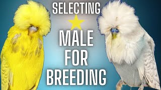 Try this when selecting male for breeding cage!