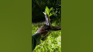 16 feet 104 lbs invasive Burmese Python I caught by myself. A snake this size eats gators and deer😳