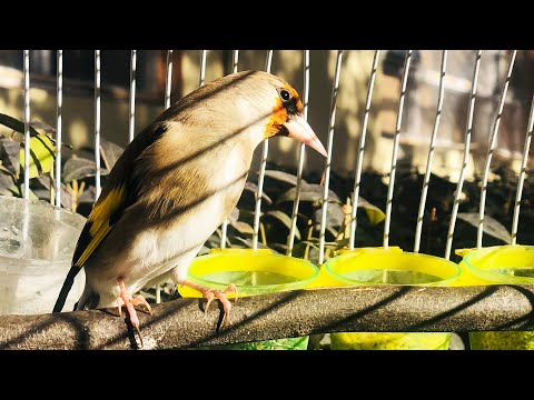 Himalayen Goldfinch Singing In The Fall صدای سهره 