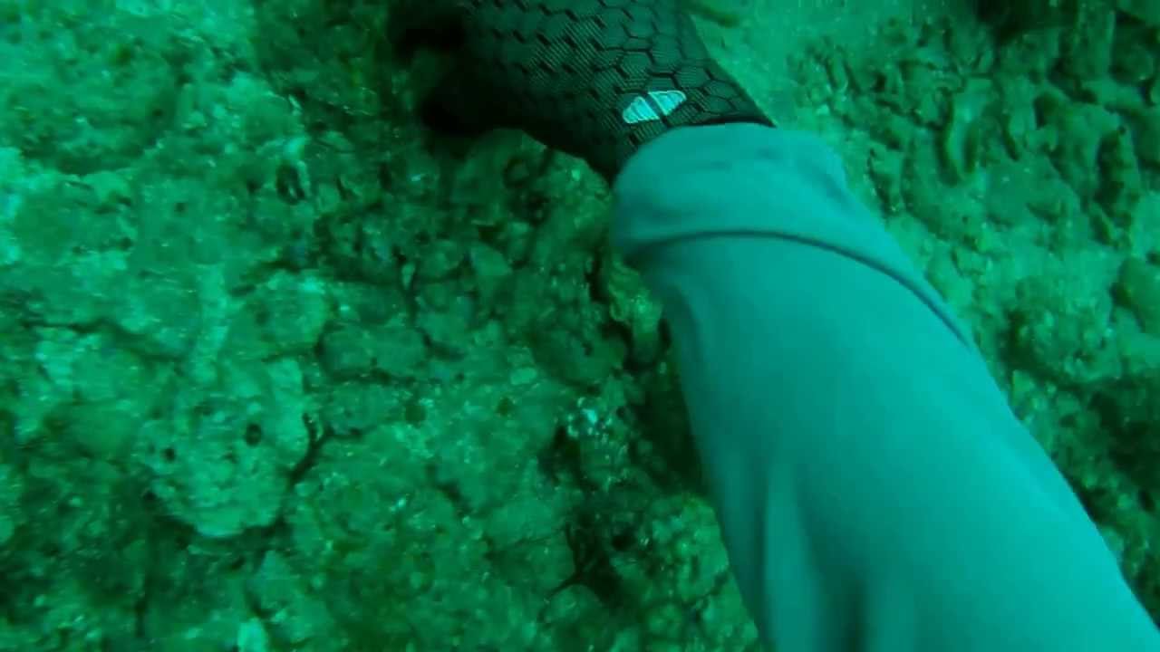 Fossil Megalodon Shark Tooth SCUBA Diving off North Carolina YouTube