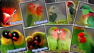 NENEK MOYANG LOVEBIRD YANG HARUS KAMU TAU! Jenis Jenis Asli Burung Lovebird, 9 Spesies Asli Lovebird