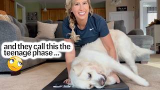 POV: What The Dog Teenage Phase Looks Like