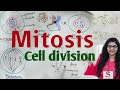 Phases of mitosis  cell division  mitosis cell division  cell cycle amitosis in hindi