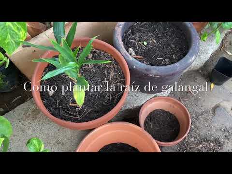 Video: Para qué se usa la galanga: Cómo cultivar galanga en el jardín