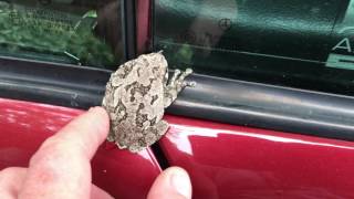 Tree Toad On My Mercedes Wtf ??