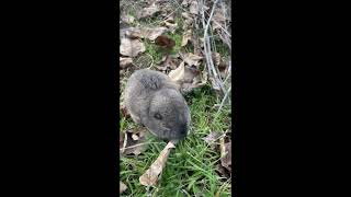 Encounters with Pocket Gophers