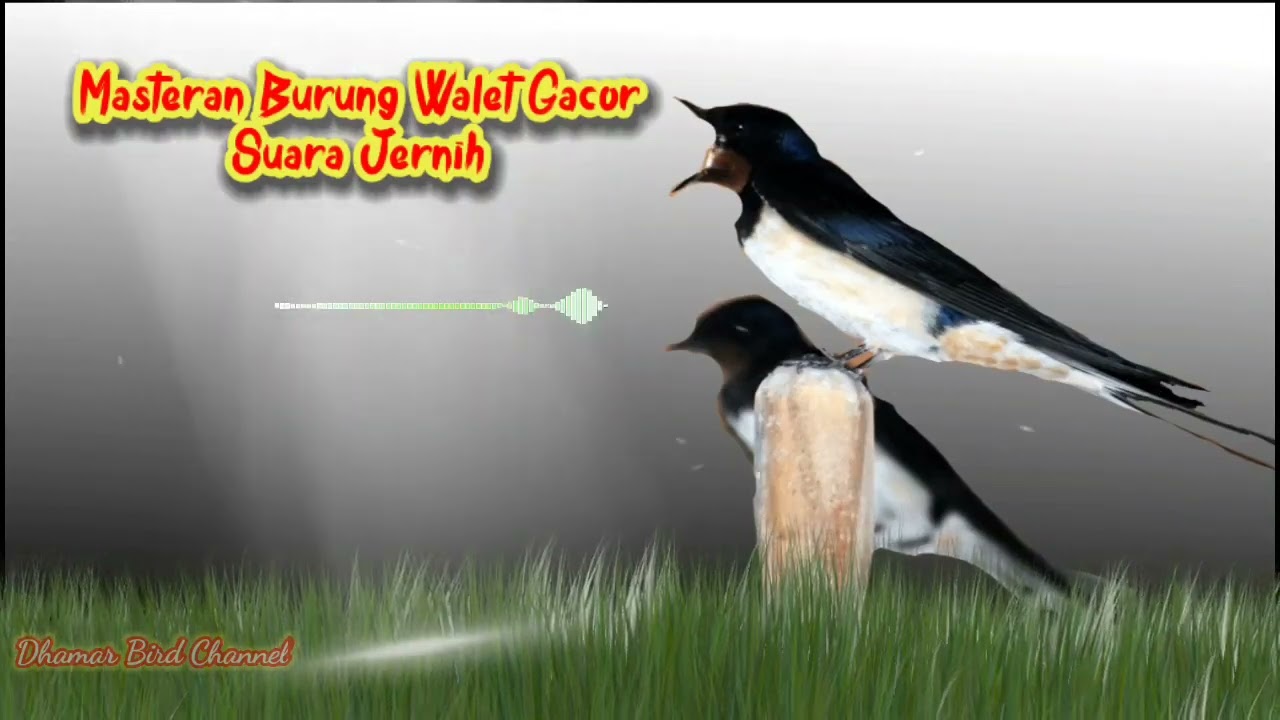 Great ‼️Master Swallow Gacor Clear Voice