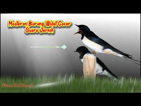 Download Suara Panggil Raja Sedot Anakan, Mampu Menyedot Walet Liar !!!