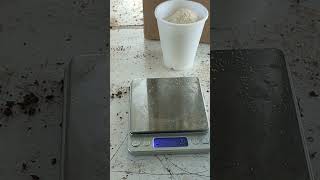 Trichoderma for our Hydroponics Inoculation Day! #diy #farming101 #tutorial