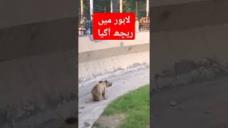 Lahore Zoo
