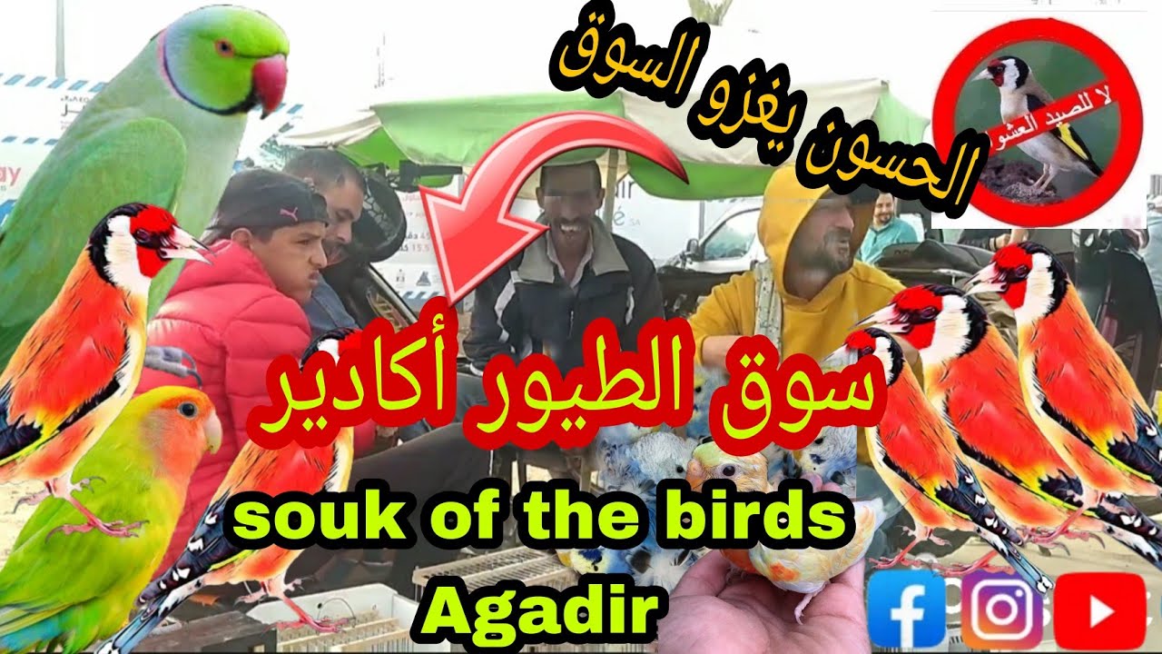 سوق الطيور أكادير ليوم الأحد 6nov+للتعرف على انواع الطيور المعروضة للبيع والطفرات الجديدة 🙏