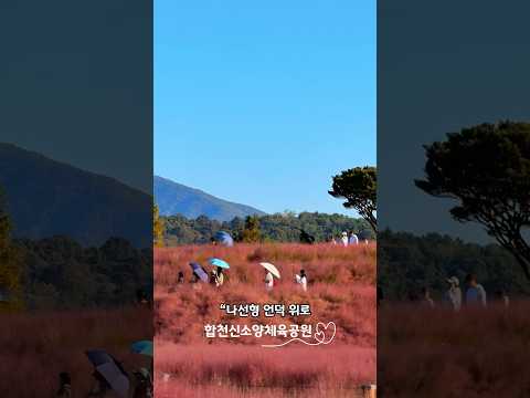🌸 가을 분홍빛 힐링여행 | 합천 핑크뮬리공원 신소양체육공원 Vlog 🌾 Hapcheon Pink Muhly Park, Korea Autumn Spot