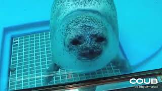 Seal Squishing Its Face Against Gl
