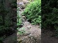 Brave Little Bambi 🦌
