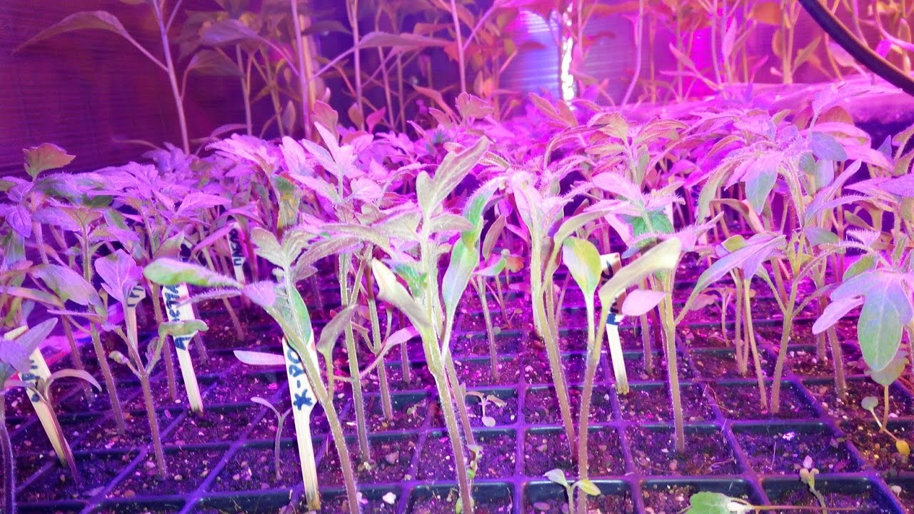 Консультант садовода 92 - YouTube