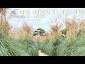 가을 당일치기 국내 여행으로 좋은 태안 청산수목원 팜파스 축제 🌾