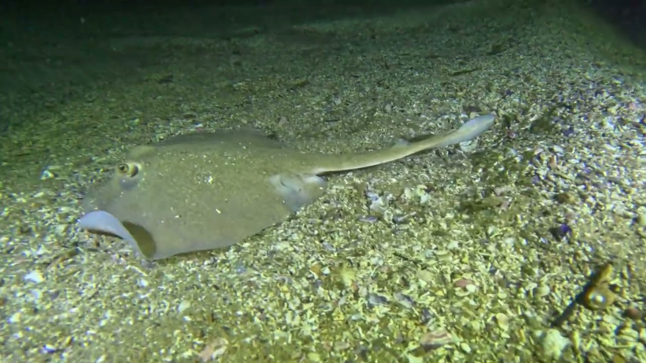 Common stingaree hunting for dinner