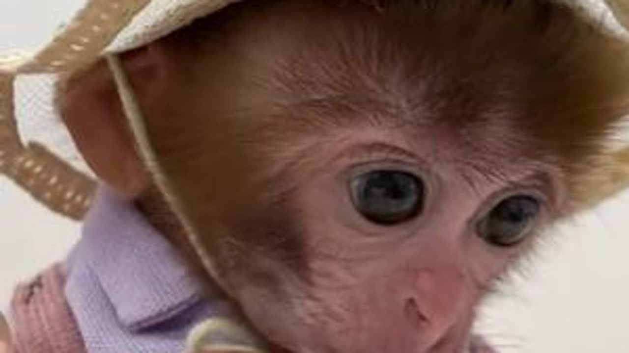 小猴子穿新衣服了 #猴子 #小猴子 #可爱的小猴子 #可爱的小动物 #动物趣事