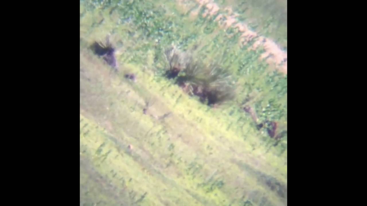 Prairie Doggin 2016 YouTube