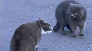 Cats Turf Battle By Meowing
