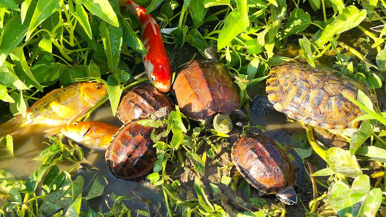 Amazing Hunting Turtle and Fish | Catch Strange Fish In Tiny Ponds ...