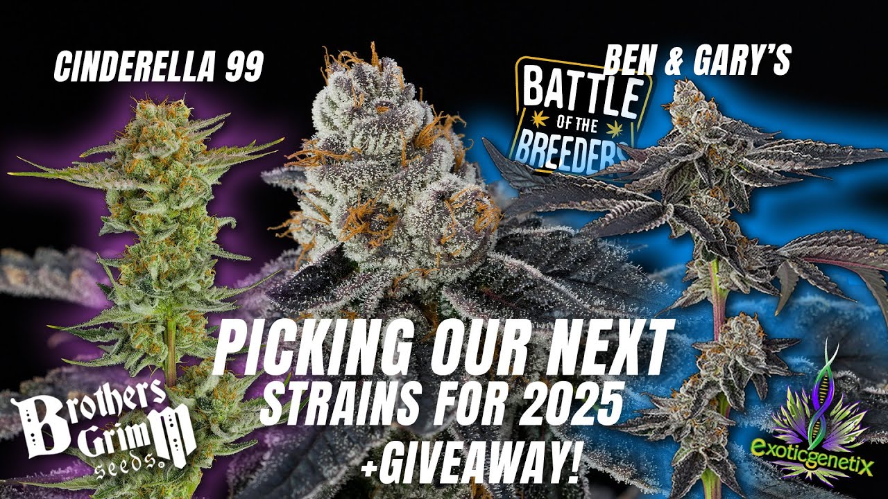 Poppin Beans, What's next in 2025?! & Giveaways Live!