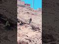 #sports #downhill #mtb #rocks #life