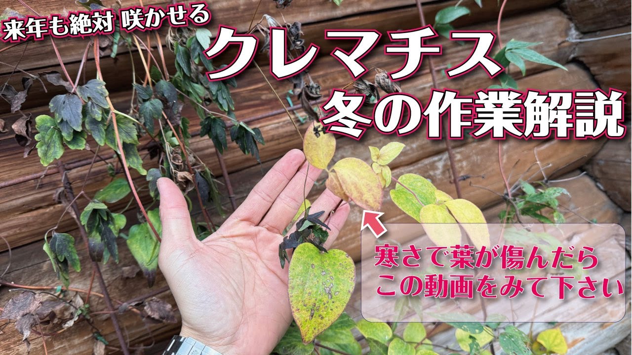 迷わず作業出来るようになる、クレマチスの冬のお手入れ解説