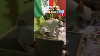 Cat Wearing Diaper *REACTION*  #cats #baby #babies #funnycatvideos #benee #catvideos #catsshort