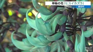 宝石の翡翠の様な透き通った青緑色 「神秘の花」ヒスイカズラが見頃