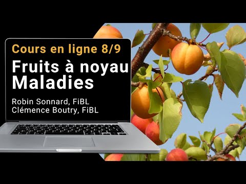 Vidéo: Problèmes de culture des fruits à noyau : prévenir et traiter la division des noyaux de fruits à noyau