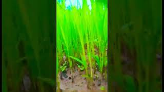 cyclone mt🥀E1,E2,E3,E4,E5,E6,E7,E8,E10💤#shorts#mom