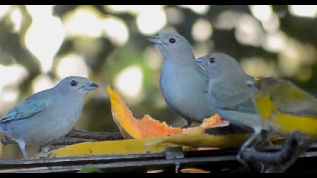 Sanhaços e Fim-fins muito ativos no comedouro. Tanagers and Fim-fins very active at the feeder.