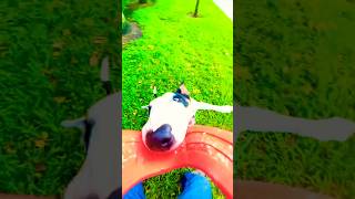 Unbelievable This Dog Is The Worlds Strongest Dog .