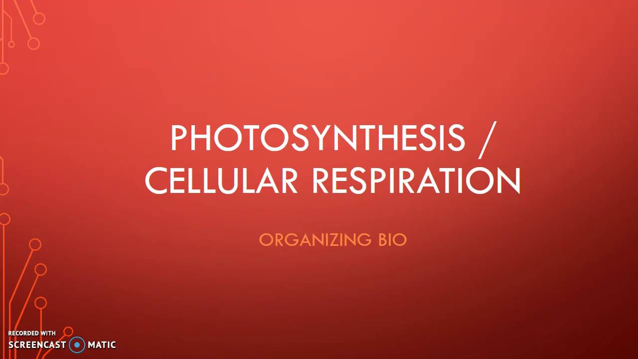 photosynthesis-worksheet-pdf-answers-biointeractive