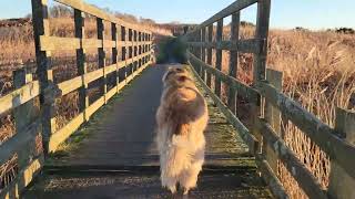 A BEAUTIFUL BOXING DAY WALK by THE GENTLE GIANT 115 views 3 months ago 2 minutes, 16 seconds