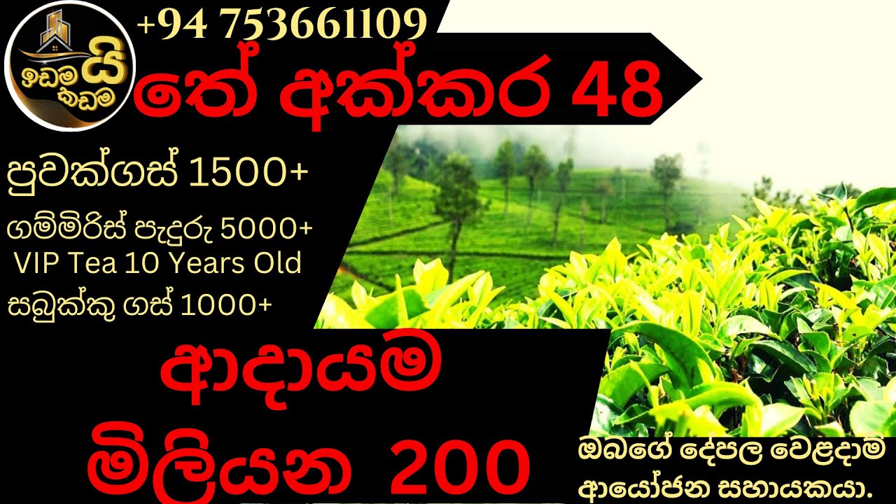 Tea Land for sale Mathale 48 Acres YouTube