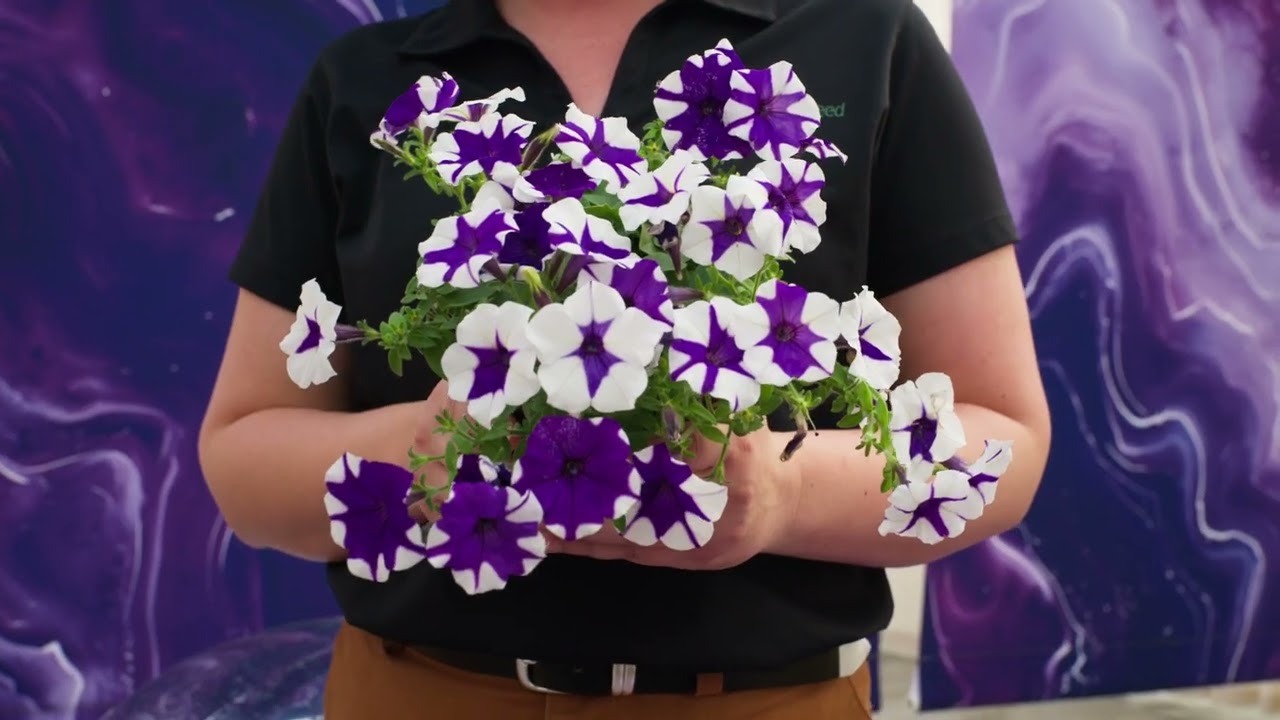 Spreading Petunia E3 Easy Wave® Peppermint Mixture | Ball Seed
