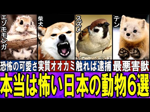【海外大絶賛】魅力的だけど、怖い日本の動物6選【ゆっくり解説】【動物おもしろ雑学】