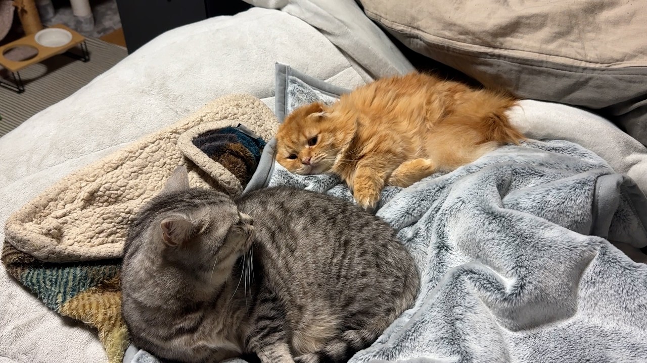 短足マンチカンは一緒に寝たいッ！！