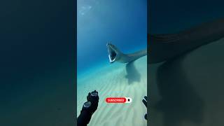 Ocean Monster Eel Attack on Divers !... 🌊⚡| #Shorts #SeaLife #ocean #creature